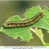 libythea celtis larva c